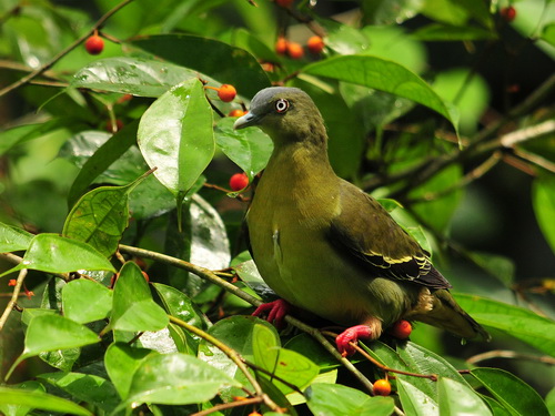 Little Green Pigeon 