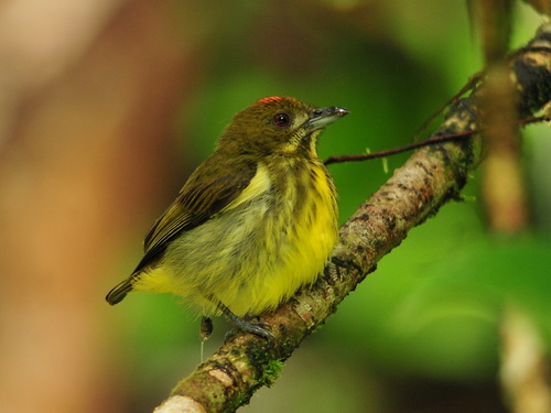Yellow-breasted Flowerpecker