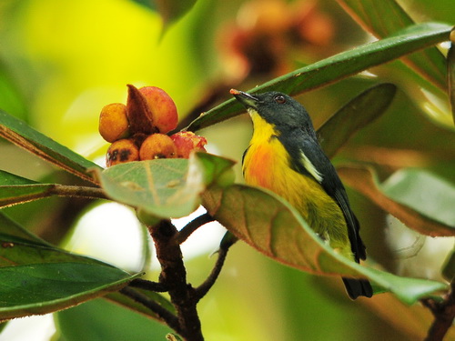 Yellow-rumped Flowerpecker