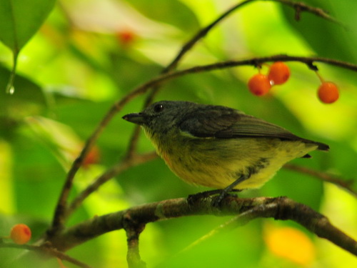 Yellow-rumped Flowerpecker