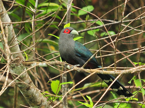 Chestnut-bellied Malkoha