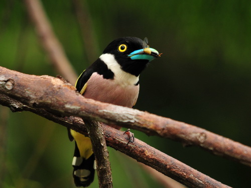 Black-&-yellow Broadbill