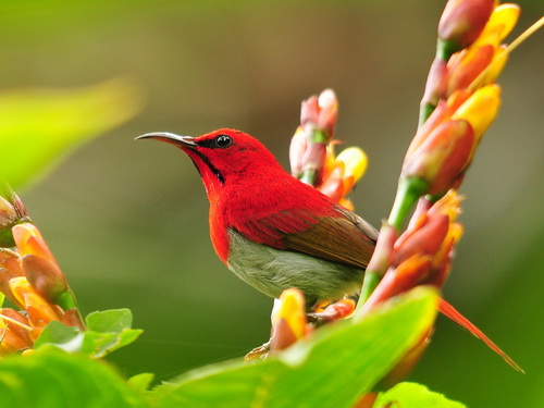 Temminck's Sunbird