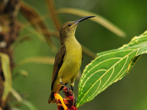 Thick-billed Spiderhunter