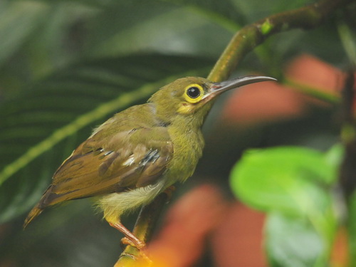 Spectacled Spiderhunter