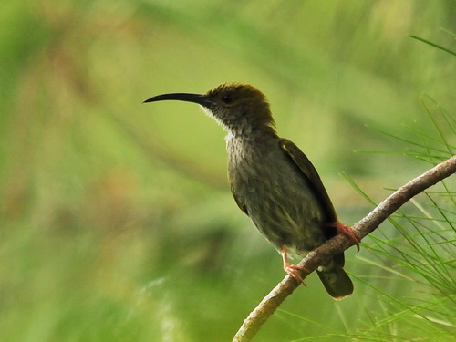 Grey-breasted Spiderhunter