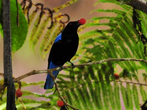 Asian Fairy Bluebird