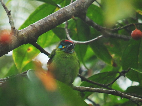 Bornean Barbet