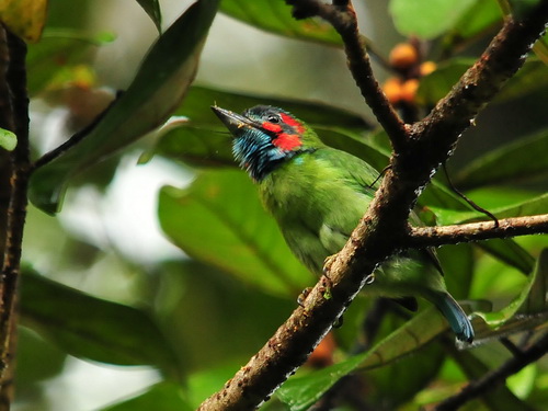 Blue-eared Babbet