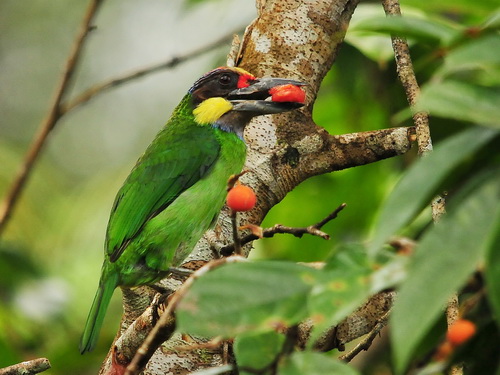 Gold-whiskered Barbet