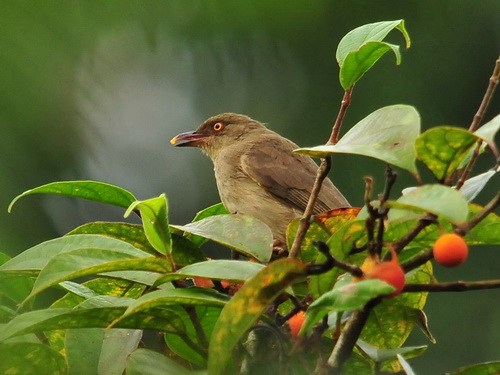 Red-eyed Bulbul