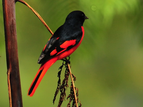 Scarlet Minivet