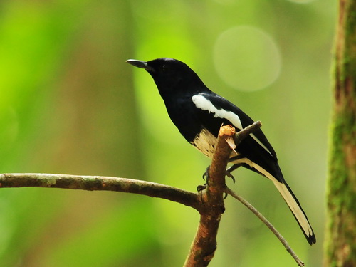 Oriental Magpie Robin