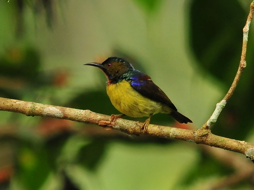 Brown-throated Sunbird