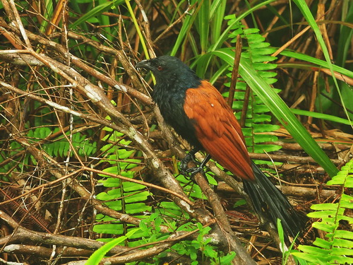 Greater Coucal