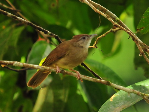 Grey-cheeked Bulbul