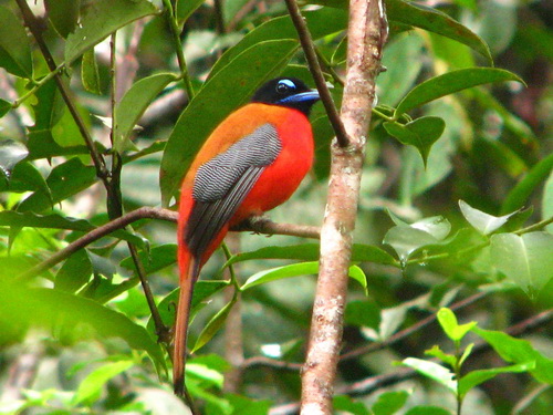 Scarlet-rumped Trogon