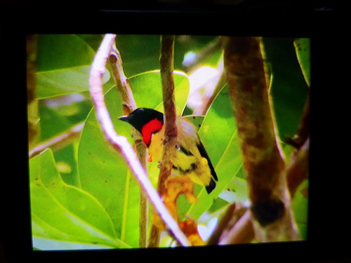 Scarlet-breasted Flowerpecker