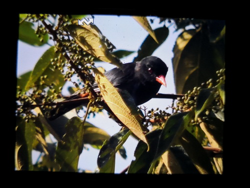 Black Oriole