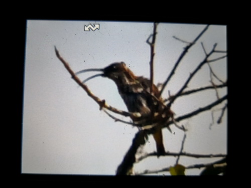 Whitehead's Spiderhunter
