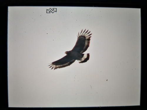 Mountain Serpent Eagle