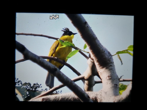 Bornean Bulbul