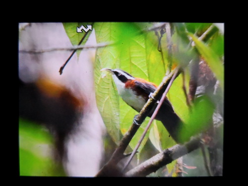 Chestnut-backed Scimitar Babbler
