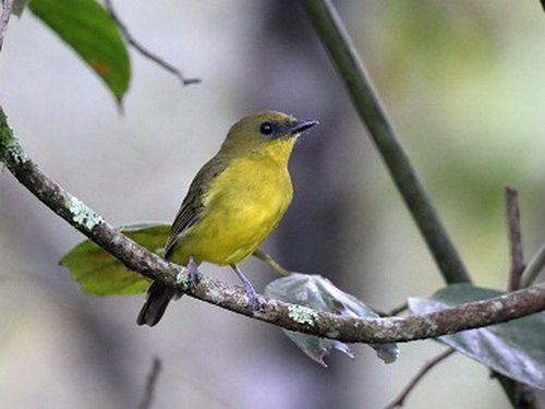 Bornean Whistler