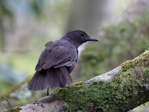 Bornean Whistling Thrush