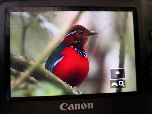 Blue-banded Pitta