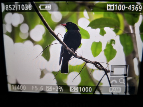 Black Oriole