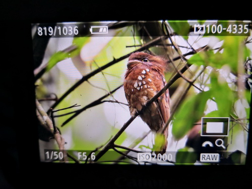A day roosting Bornean Frogmouth 