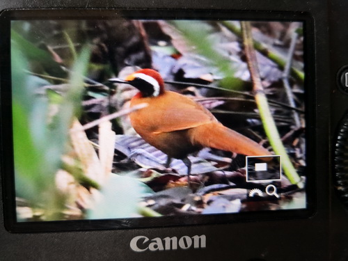 Malaysian Rail Babbler