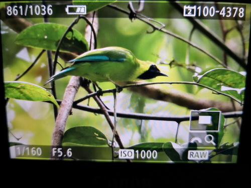 Bornean Leafbird