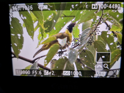Bornean Bulbul