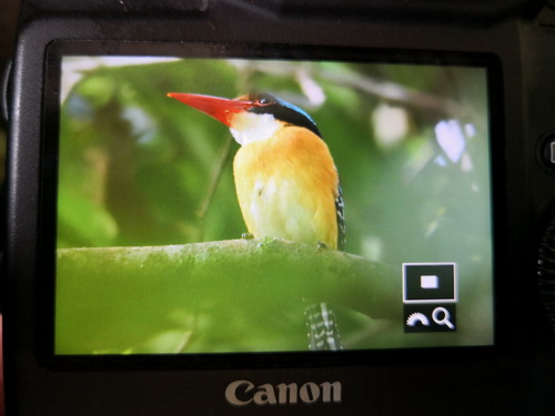 Bornean Banded Kingfisher