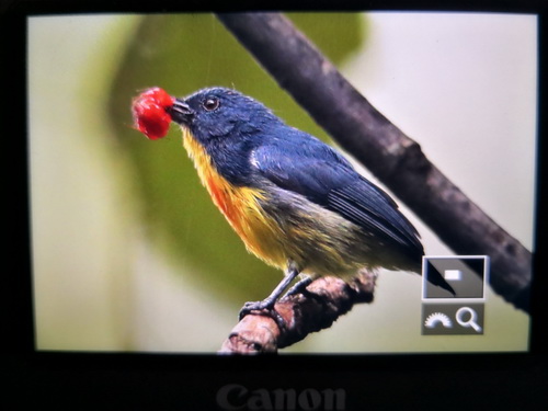 Yellow-rumped Flowerpecker