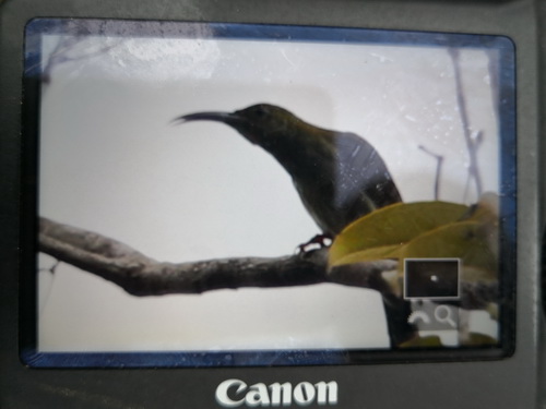 Bornean Spiderhunter