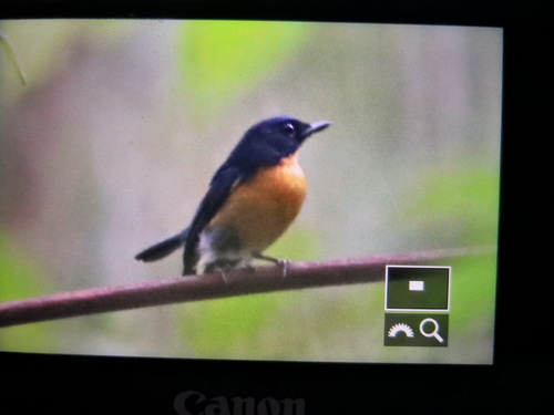 Dayak (Hill) Blue Flycatcher