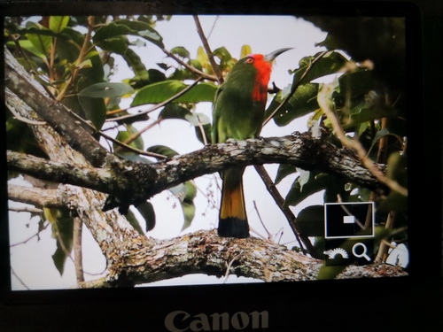 Red-bearded Bee-eater