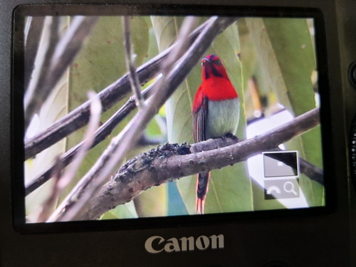 Temminck's Sunbird
