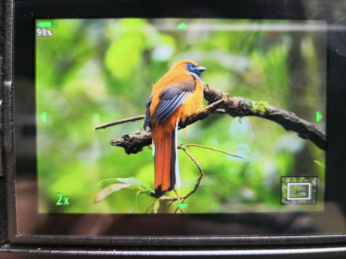 Whitehead's Trogon