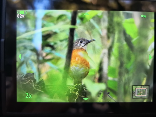 Everett's Thrush