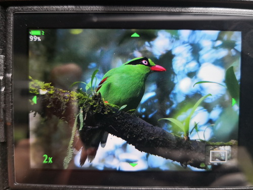 Bornean Green Magpie