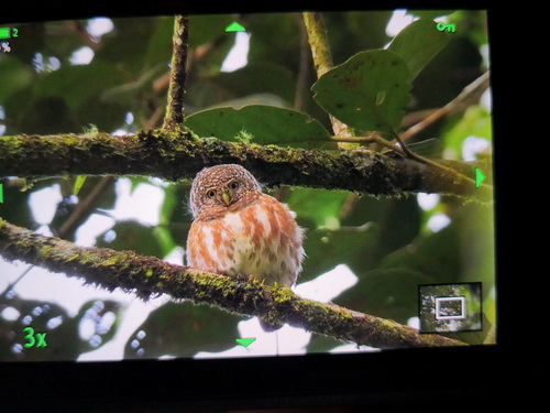 Sunda Collared Owlet