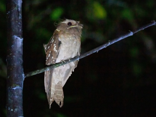 Dulit Frogmouth