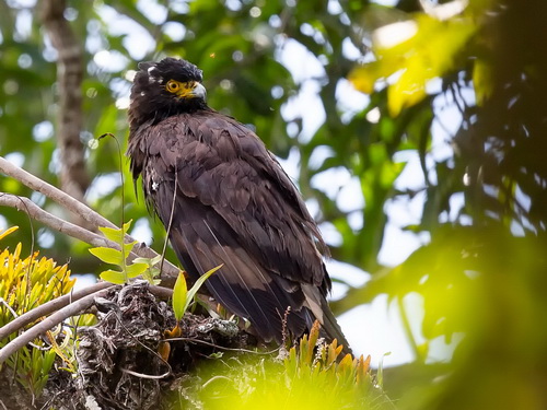 Mountain Serpent Eagle