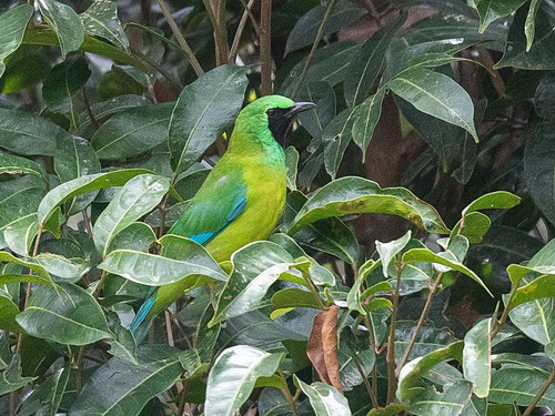 Bornean Leafbird