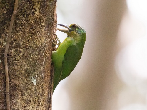 Mountain Barbet