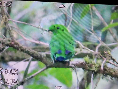Hose's Broadbill